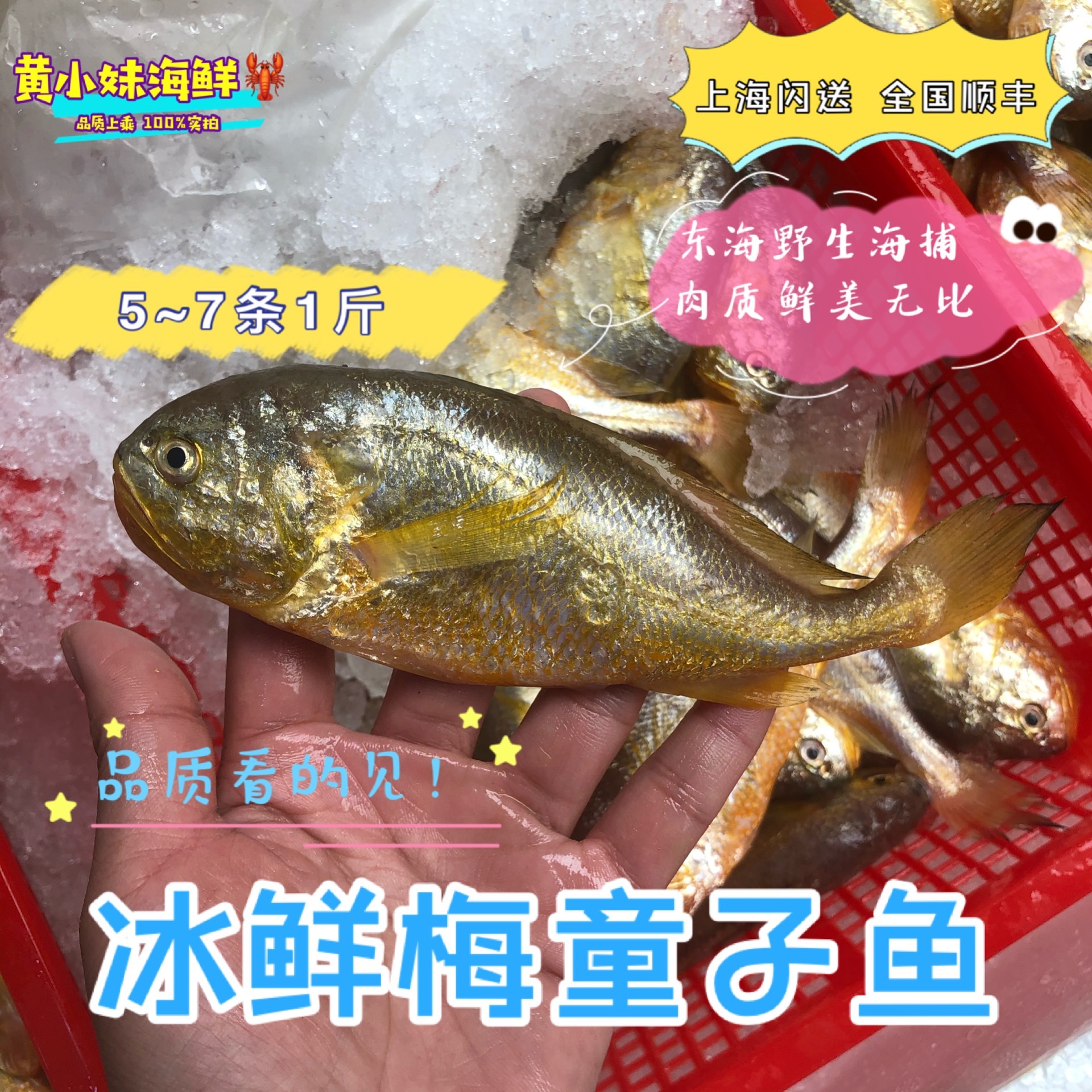 冰鲜梅童子鱼 舟山海鲜水产新鲜非冷冻黄花鱼野生海捕梅子鱼500g