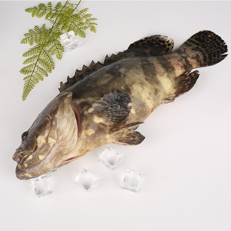 新鲜大龙胆石斑鱼 海鲜水产 鲜海鱼龙趸鱼 大石斑1.5斤