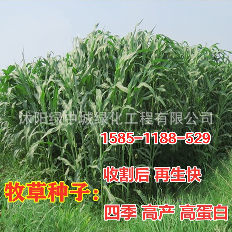 件四季牧草种子黑麦草种子紫花苜蓿紫云英菊苣种多年草籽养殖鱼草种$