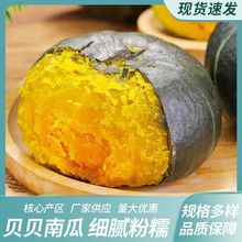 农场直发板栗味正宗 贝贝南瓜批发软糯香甜粉糯婴儿 真贝贝南瓜