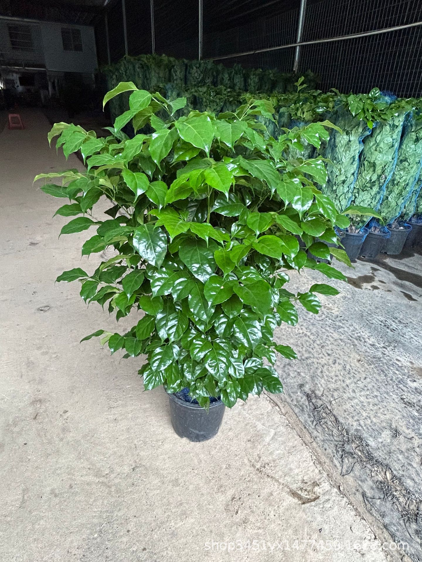 幸福树盆栽大型绿植单杆造型绿宝树平安树造型绿宝办公室植物盆栽