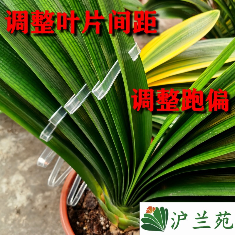 君子兰叶片矫正线透明扶正带纠正整形定形造形修型遮光纸固定夹