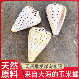 厂家批发贝壳海螺工艺品黄玉米螺 旅游纪念礼品 家居摆饰鱼缸造景