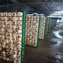 定制低碳钢丝网焊接网片种蘑菇菌架子放香菇的出菇架子菌棒种植架