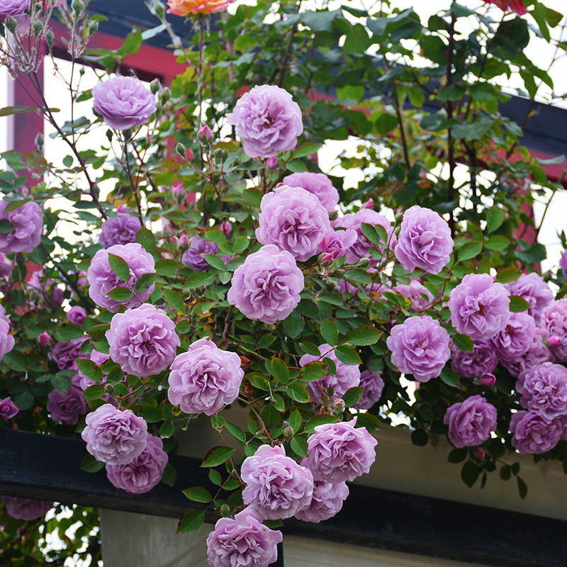 薰衣草花环月季花苗盆栽爬藤月季爬墙花卉攀爬四季