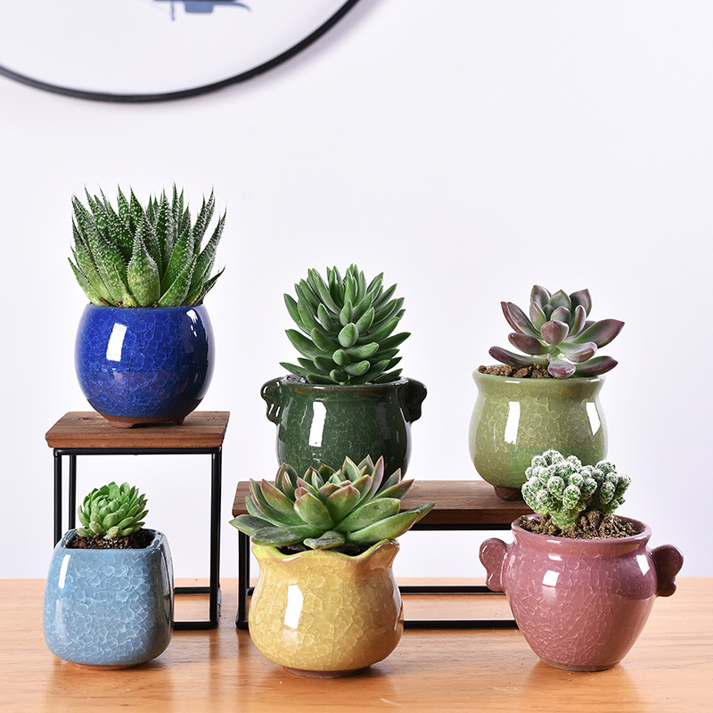 多肉花盆陶瓷园艺六个装迷你盆栽花盆创意简约冰裂釉家居罐子盆器