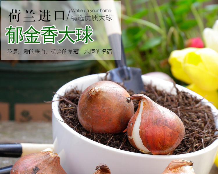 一件代发荷兰正品进口大球郁金香水培种球花种子秋冬季耐寒庭院室