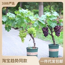 葡萄树苖阳光玫瑰蓝宝石盆栽晴王爬藤南方北方种植巨峰无核葡萄苗