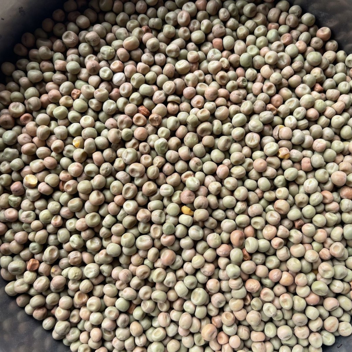加拿大绿麻豌豆无土栽培纸上种菜麻豌豆芽苗菜种子水培100斤