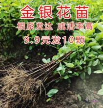 四季金银花树苗种苗小苗种植苗幼苗一年苗四季开花盆栽材种籽