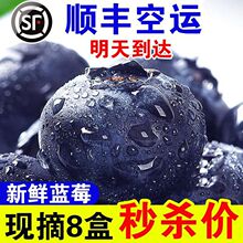 顺丰空运蓝莓新鲜水果现摘大果宝宝辅食一整箱应季批发