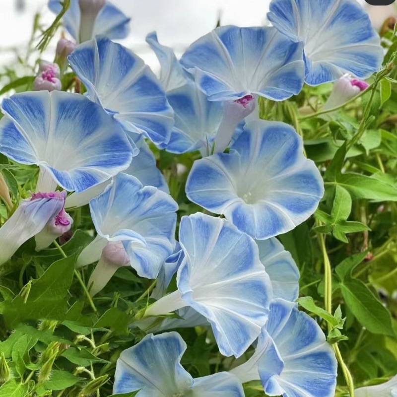 大牵牛花种子爬藤喇叭花种子四季开花易种阳台盆栽庭院花种子大全