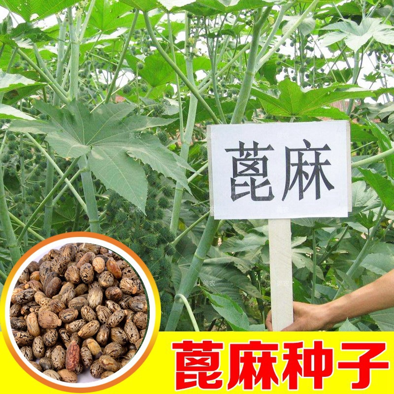 四季蓖麻种子蓖麻子秋季中药材正品饱满大粒新货野生篦麻籽仁包邮