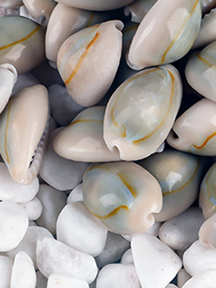 宝贝天然贝壳-宝贝天然贝壳厂家,品牌,图片,热帖-阿里巴巴