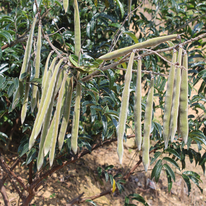 易播种野生牛大力种高当大叶牛大力小叶药材产地直销散装林木种