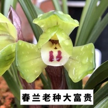 原盆原土带花苞兰花苗春兰名品【大富贵】花卉绿植盆栽室内浓香型