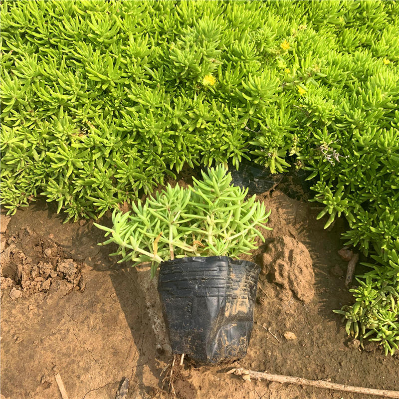 屋顶绿化用 佛指甲铁指甲狗牙菜 金叶佛甲草 植株耐旱性好