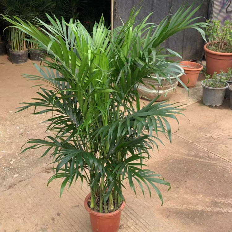 富贵椰子散尾葵 夏威夷竹 耐阴耐寒盆景绿植办公室客厅大型盆栽