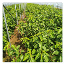 樱桃苗砧木品种 60公分高的吉塞拉砧木苗 砧木苗批发