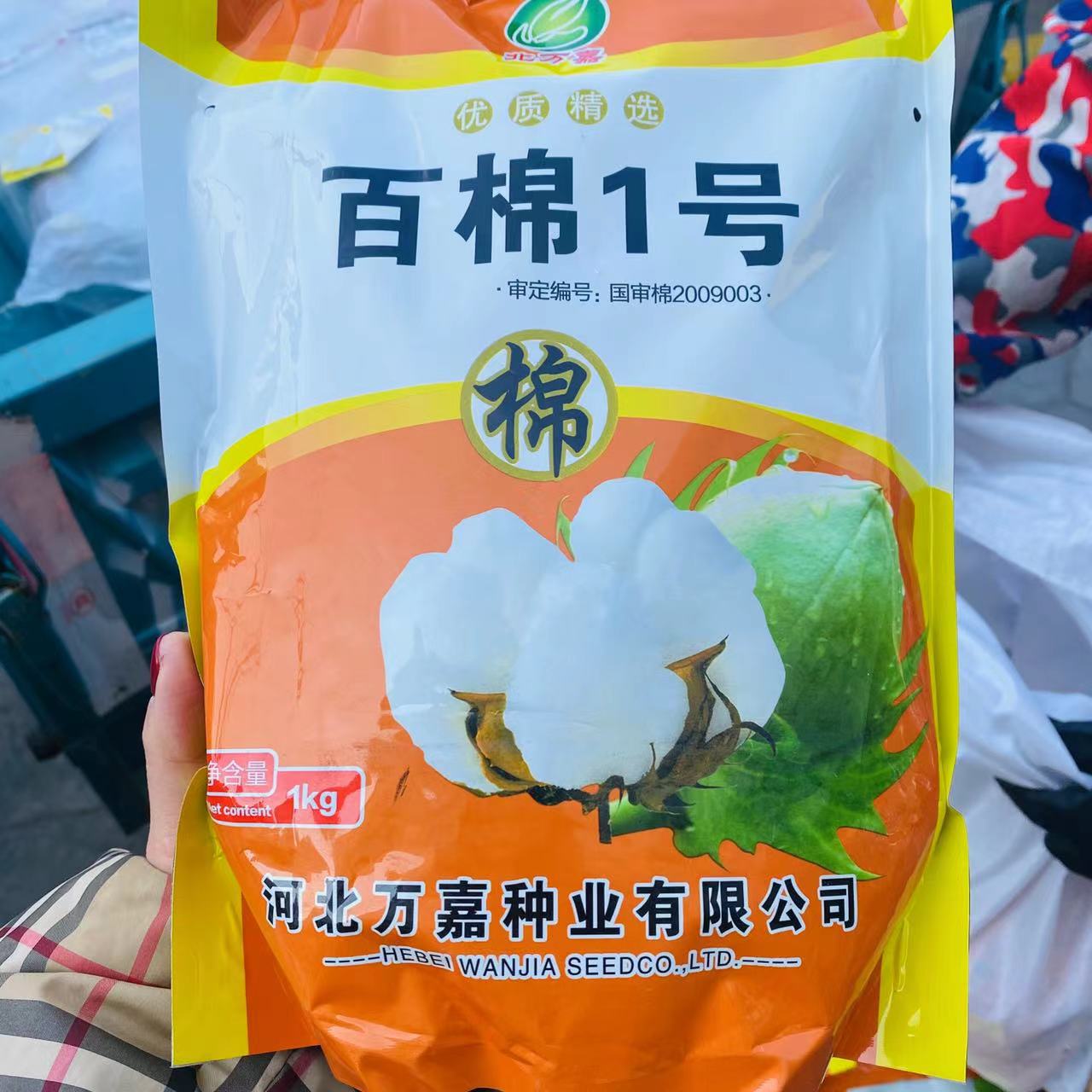 棉花籽棉花种子