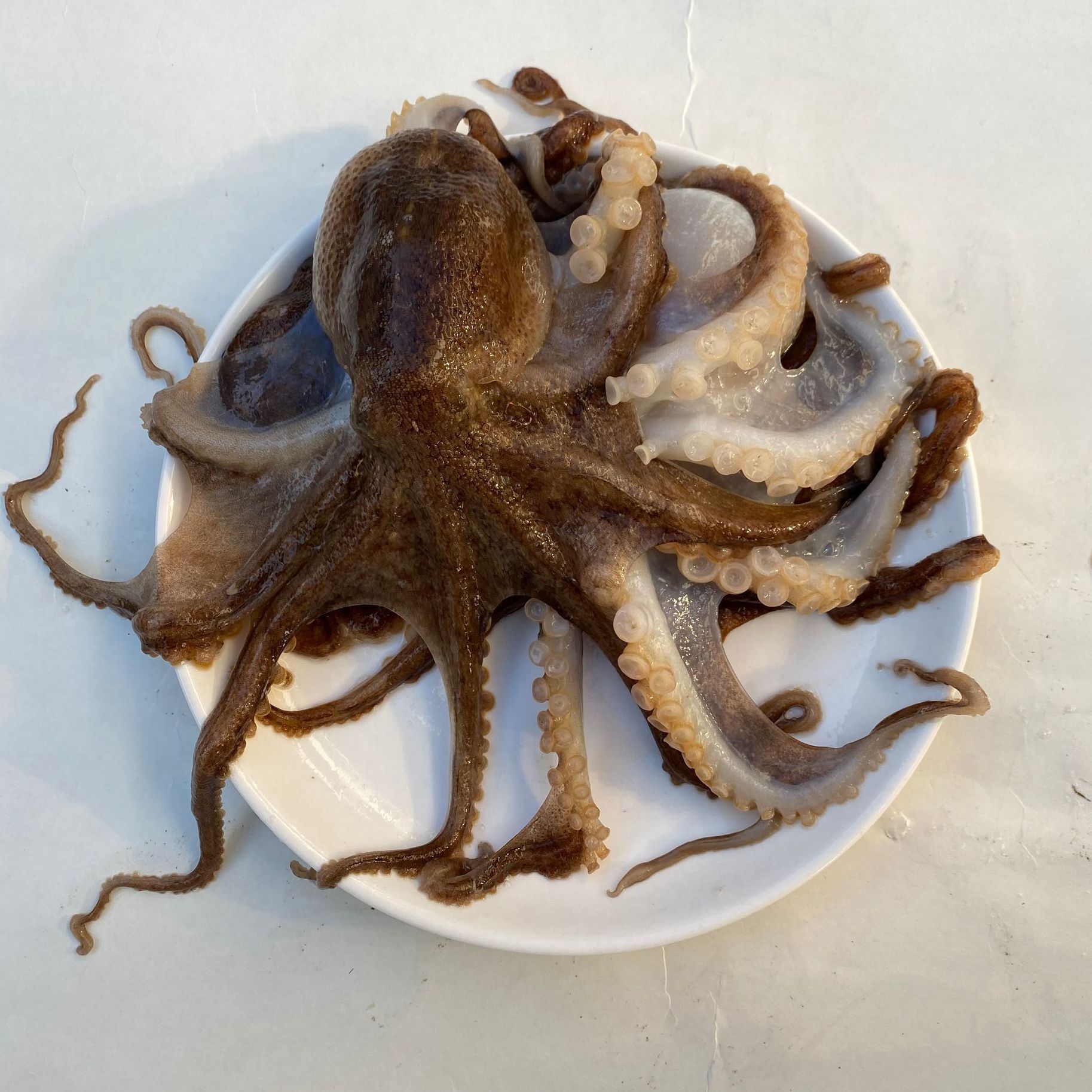 鲜冻八爪鱼 500克 7-8条 无处理