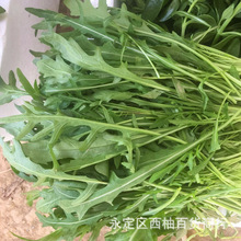 芝麻菜种子小叶小青菜种籽阳台盆栽室外蔬菜种子香草芳香植物种子