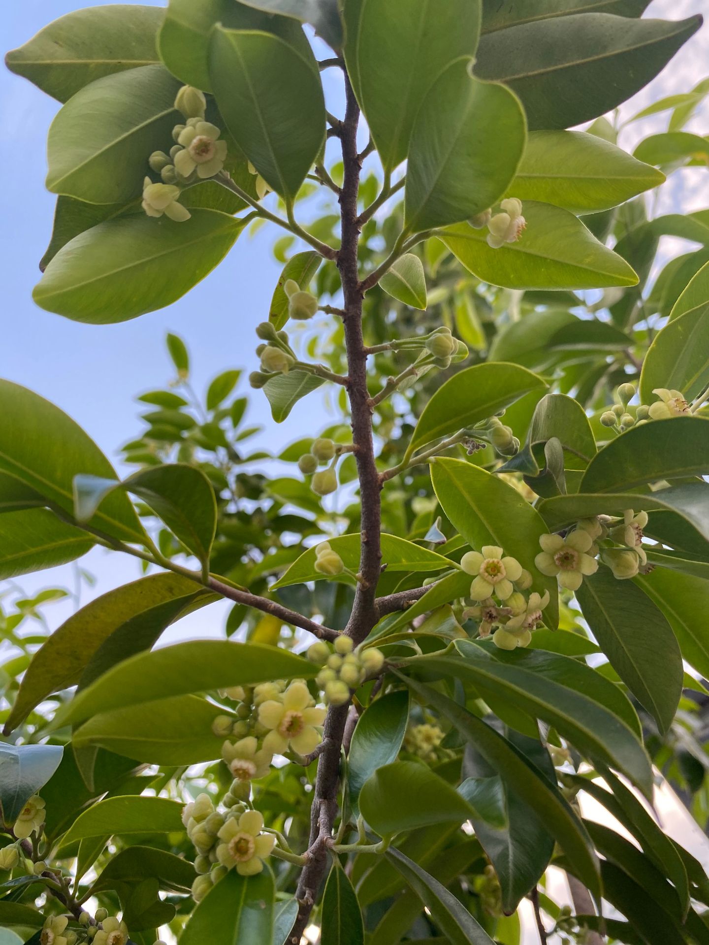 实力批发沉香花茶土沉香花土沉香花茶奇楠花茶白木香花茶源头工厂