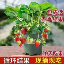 奶油莓秧苗盆栽四季阳台种植南方北方种植当年结果