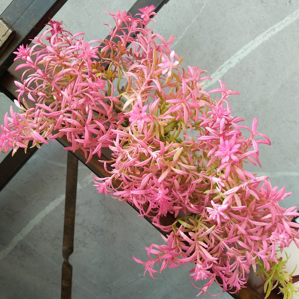 仿真胶管单枝佛夹草迷迭香天门冬境外货源家居样板间婚庆花束配材-阿