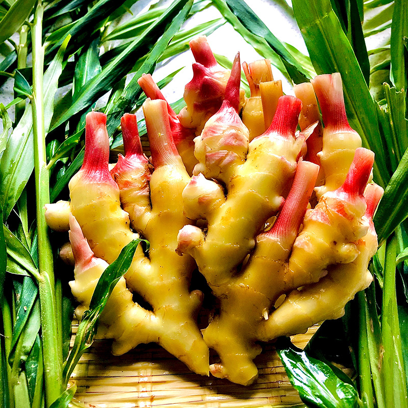 农家自种来凤风头姜  小黄姜新鲜现挖生姜姜仔蔬菜大块姜调味品