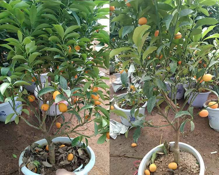 金桔树苗金桔苗小金桔子树盆栽地栽橘子苗可食用四季带果果树苗