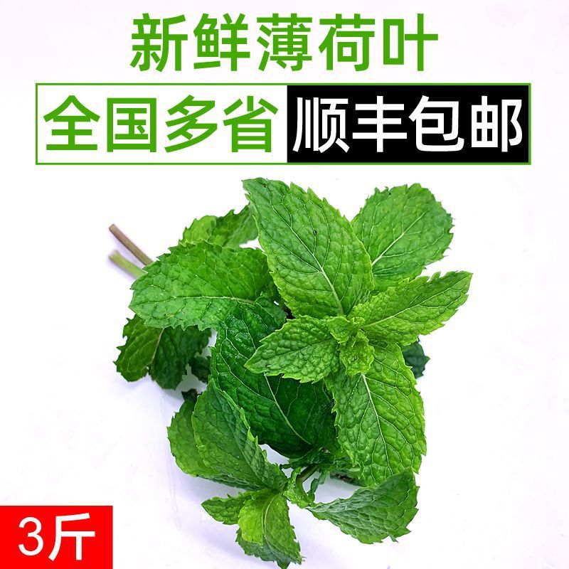 新鲜薄荷叶 当天采摘 新鲜可食用留兰香 清凉烘焙新鲜香料批发价