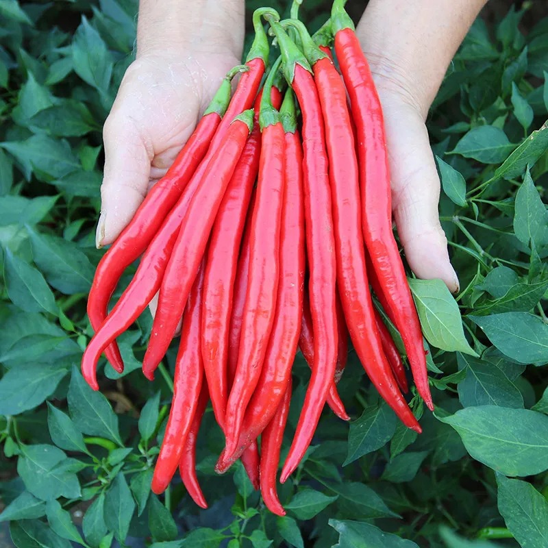 新鲜红线椒红青二荆条农家红辣椒尖椒辣椒酱剁椒酱特辣批发批发