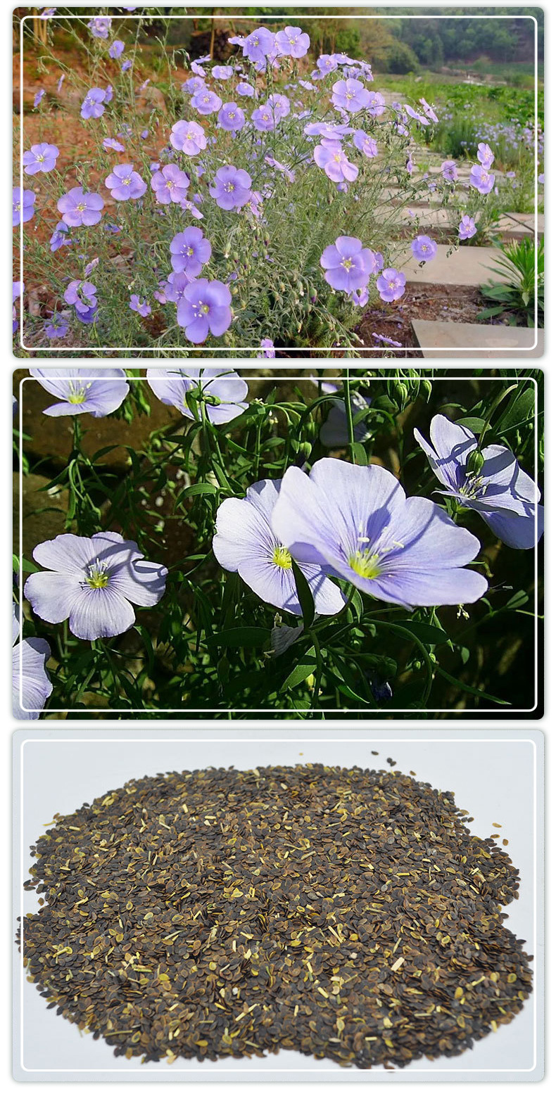 厂家现货蓝亚麻种子 庭院阳台盆栽花卉种子 生态花海蓝亚麻花籽