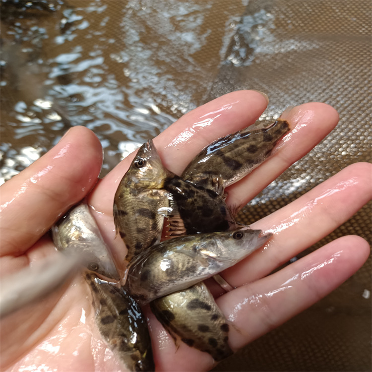 斑桂鱼鱼苗鱼苗放生 腾海翘嘴桂花鱼鱼苗淡水鱼苗厂家批发