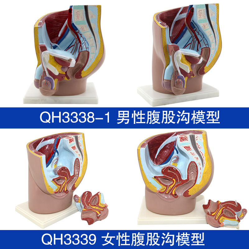 QH Male and Female Groin Biological Model Biological Science and Education Instrument Human Organ Medical Demonstration Teaching