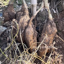 甄选新鲜葛根现挖现发广西藤县和平土特产煲汤炒菜产地直供