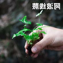 微景观植物蕨类水陆雨林缸假山造景绿植生态瓶DIY材料耐阴湿代发