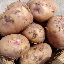 土豆批发新货云南红皮黄心土豆新鲜挖农家自种马铃薯5斤10斤