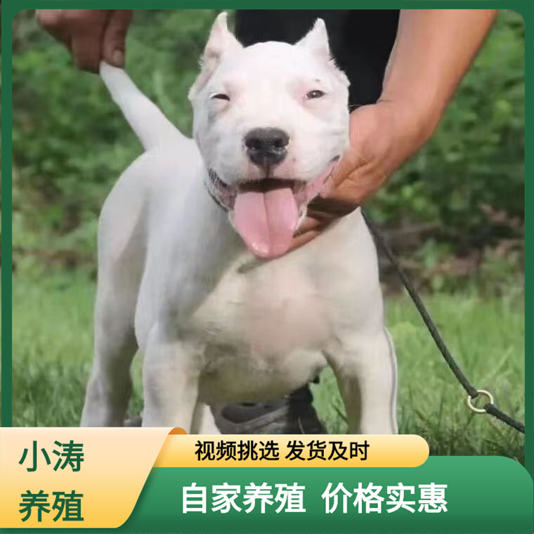 出售阿根廷杜高犬纯种幼犬活体巨型狩猎犬幼崽大型猛犬大型犬宠物