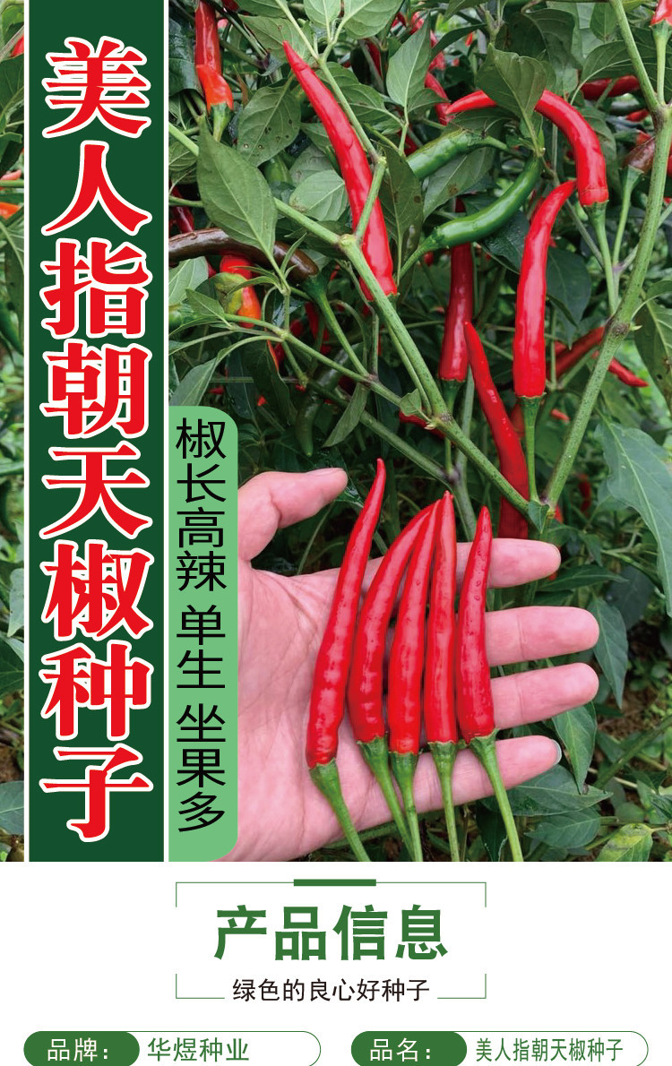 瑞蔬源美人指单生朝天椒种子早熟皮厚籽多辣味强单生朝天椒小米辣