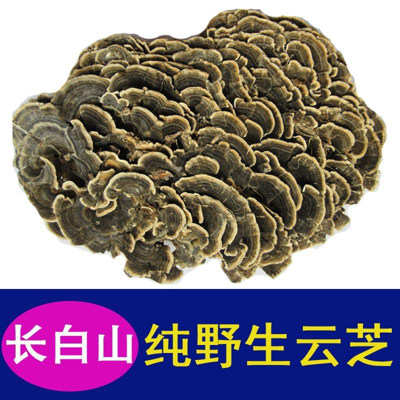 东北特产野生云芝 黄云芝长白山野生云芝蘑 野生云芝菌 灵芝500克