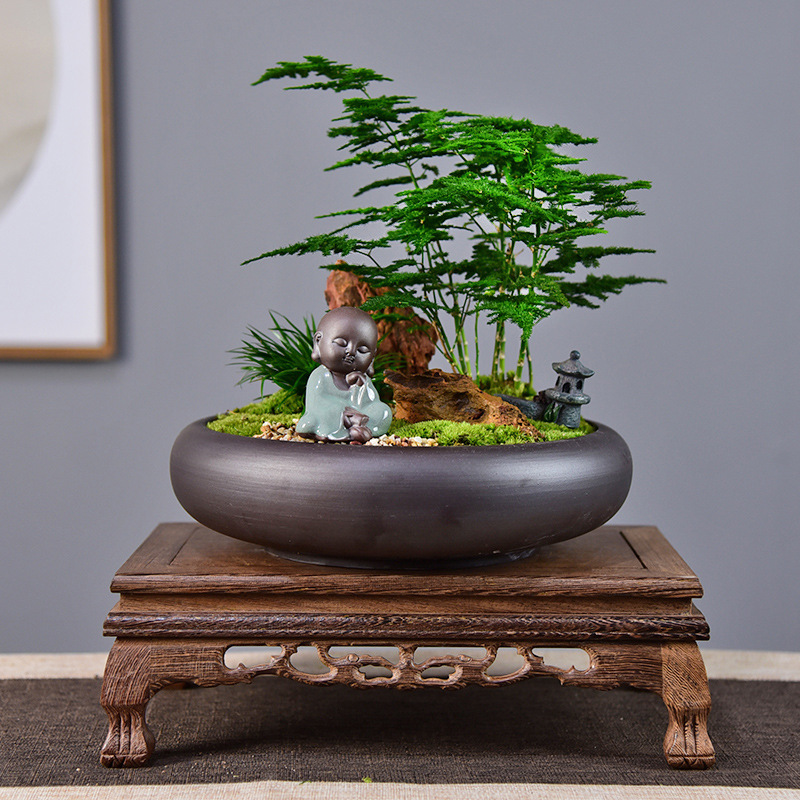 云竹盆栽唐山矮生文竹植物室内客厅办公桌面盆景好养四季常青绿植