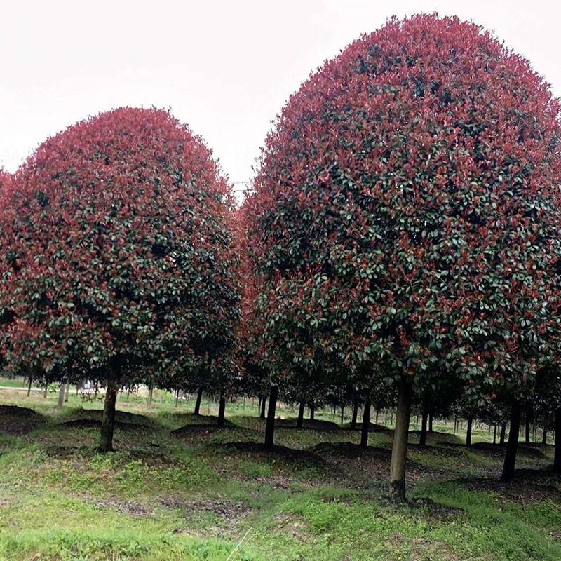 苗木基地批发 高分枝高杆石楠球 高杆红叶石楠 石楠树 3-20公分粗