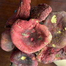 云南特产红菇批发大红菌散装食用菌菇香甜红面菇月子煲汤食材干货