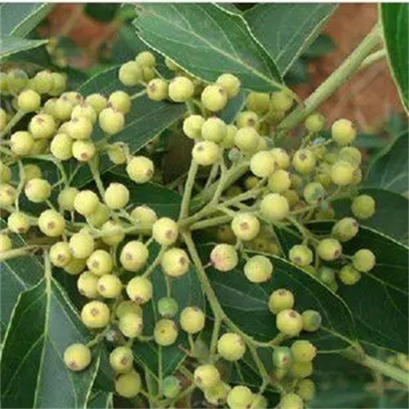 光皮梾木种子油料植物油脂食用绿肥绿化树斑皮抽水树光皮树种子籽