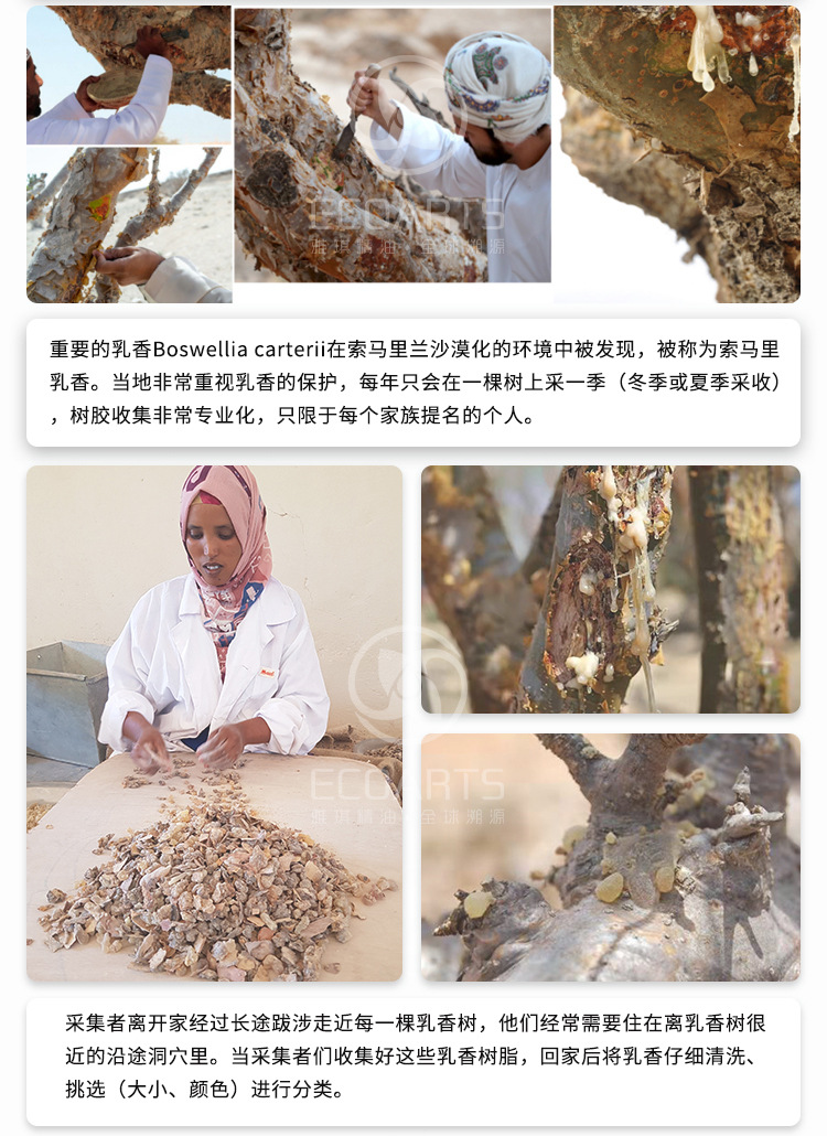 乳香纯露 索马里进口原料批发树脂蒸馏萃取花水纯露面部按摩纯露