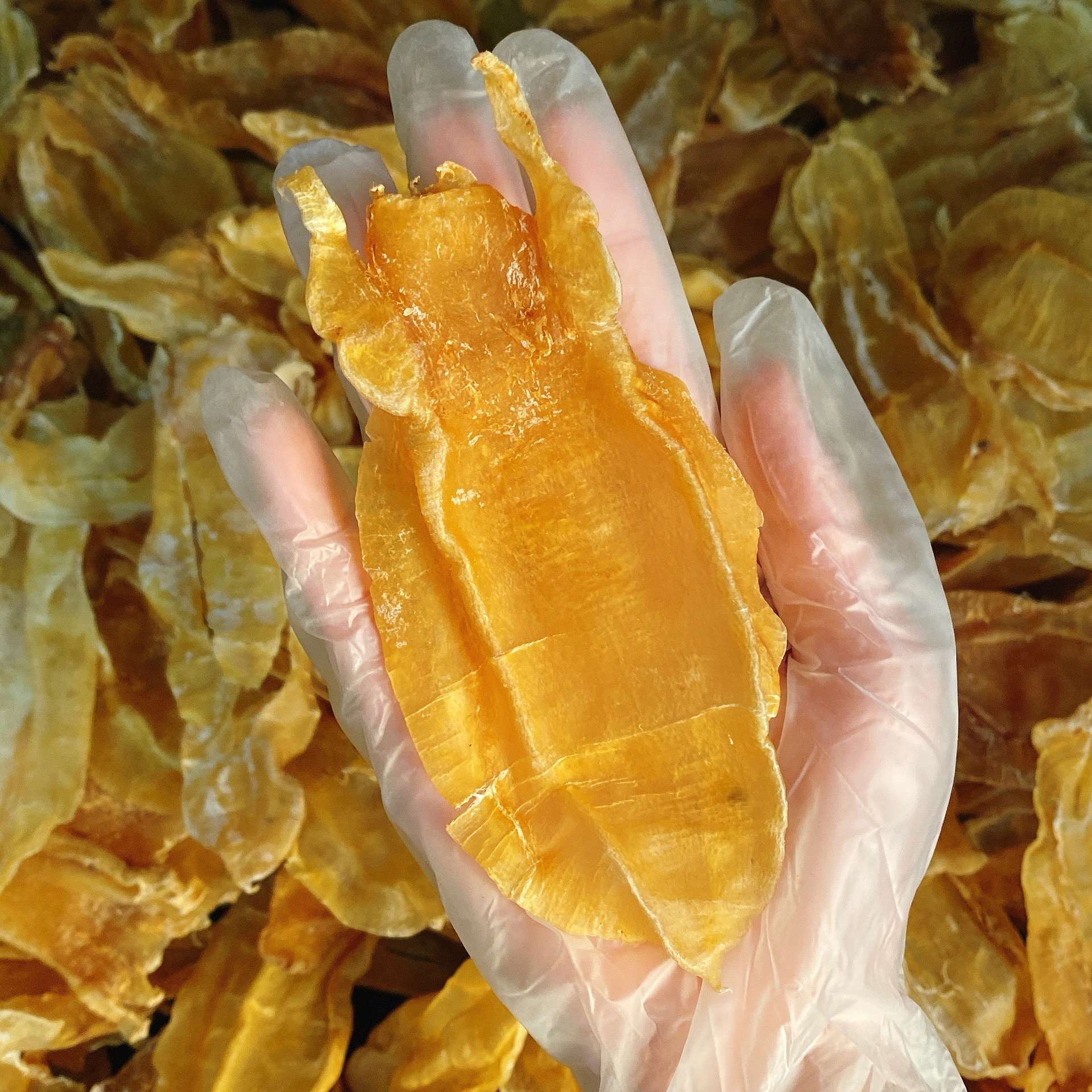 鱼胶大量批发 北海鱼胶干货 花胶 北海胶 鱼肚海味海鲜特产全国发