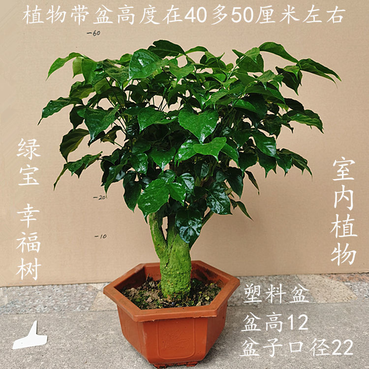 提根绿宝幸福树盆栽室内客厅办公室桌面植物盆景老桩熟桩四季常青