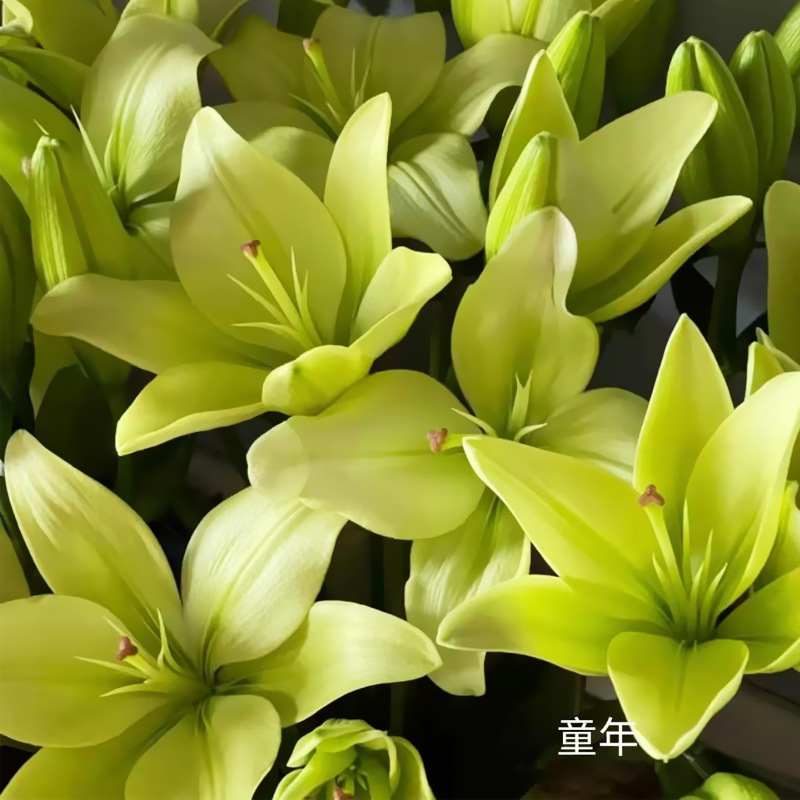 童年 云南昆明亚百合无香瓶插百合斗南基地批发 10支/扎